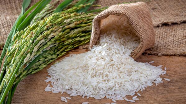 خرید انواع برنج طارم هاشمی ارزان
