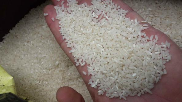 صادرکنندگان برنج هاشمی نیم دانه
