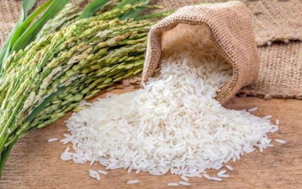 صادرات برنج هاشمی درجه یک