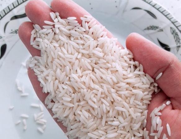 تولیدکنندگان برنج هاشمی عمده