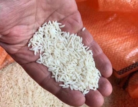 نحوه تولید برنج کشت اول